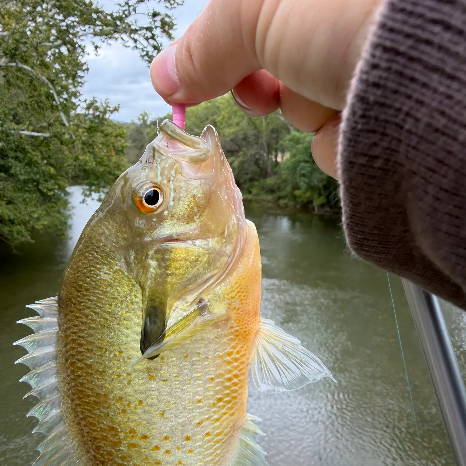Redbreast sunfish caught on Fishbrain