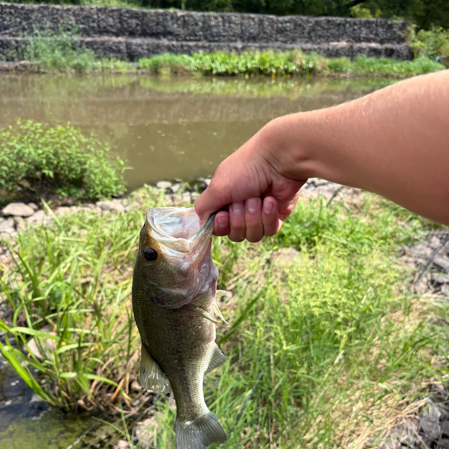 Largemouth bass caught on Fishbrain