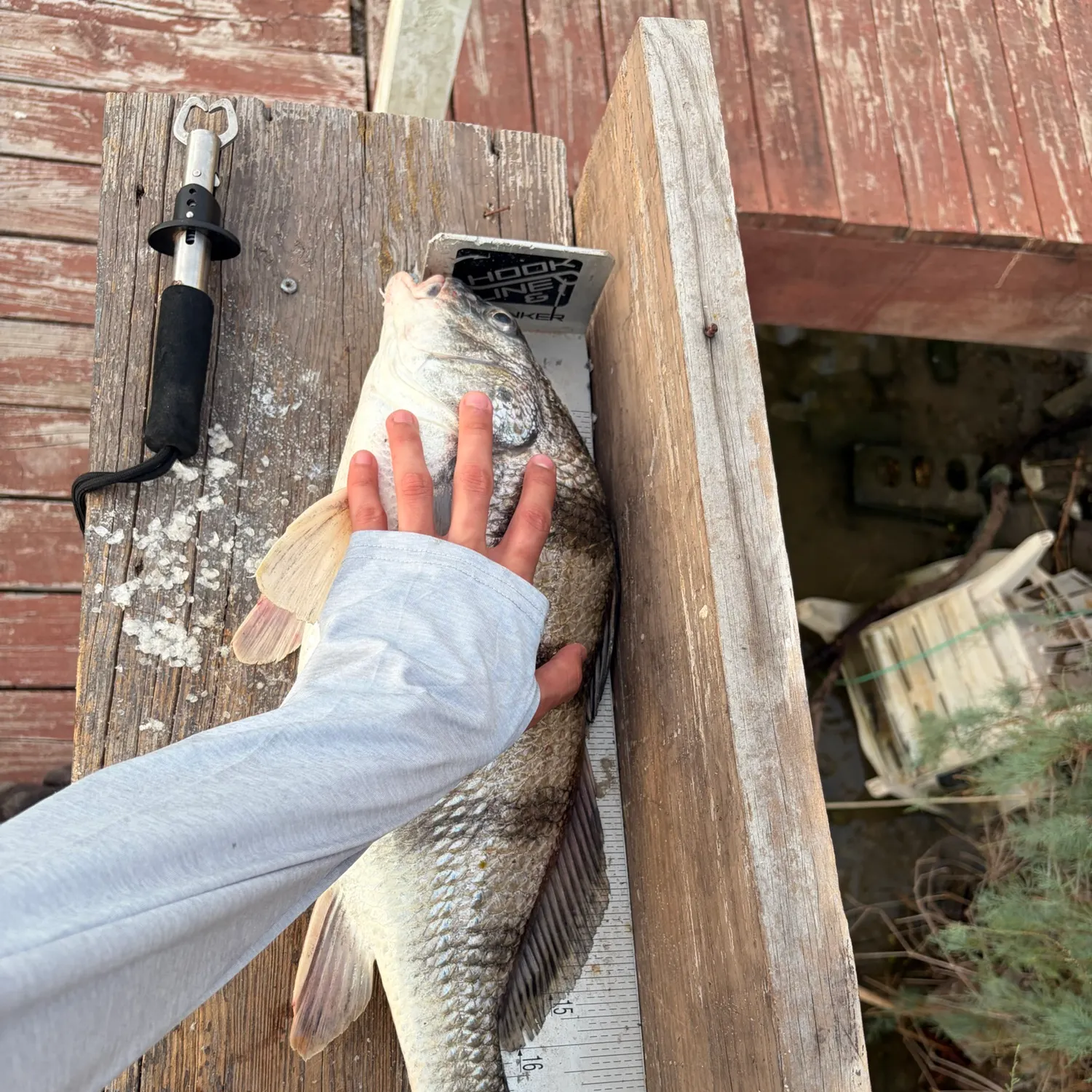 Black drum caught on Fishbrain