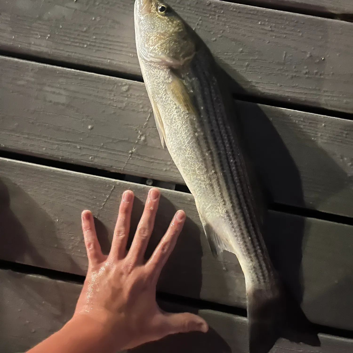 Striped bass caught on Fishbrain