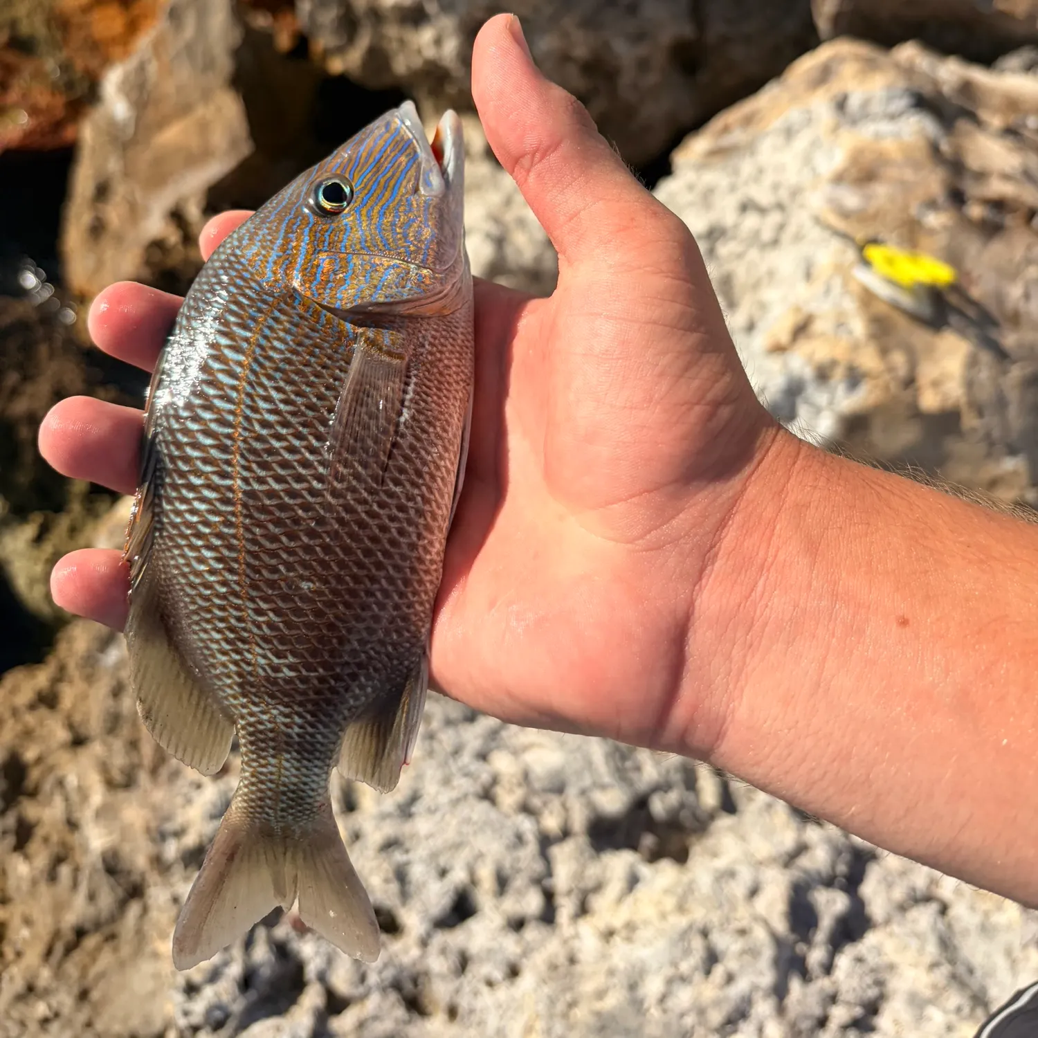 The most recent Sooty grunter catches on Fishbrain