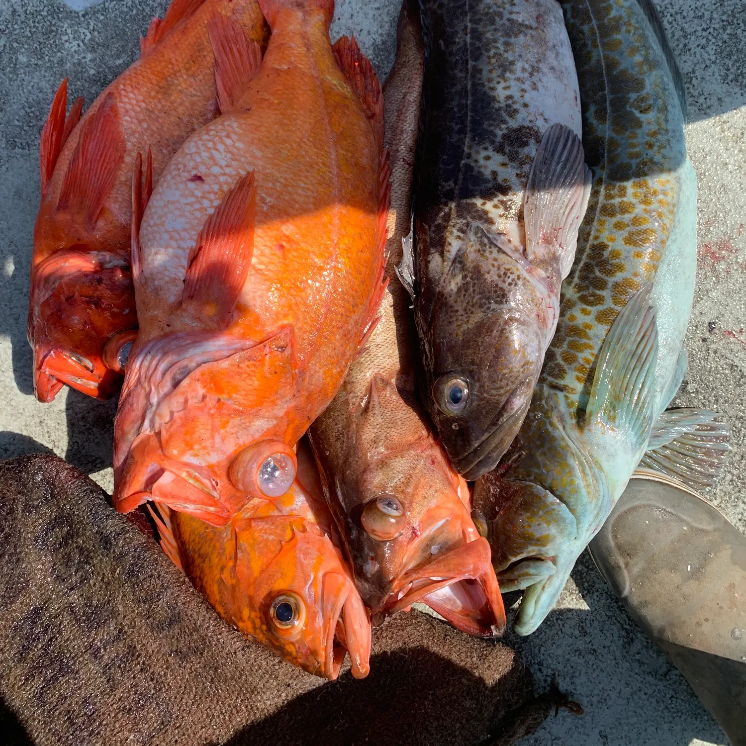 Lingcod caught on Fishbrain