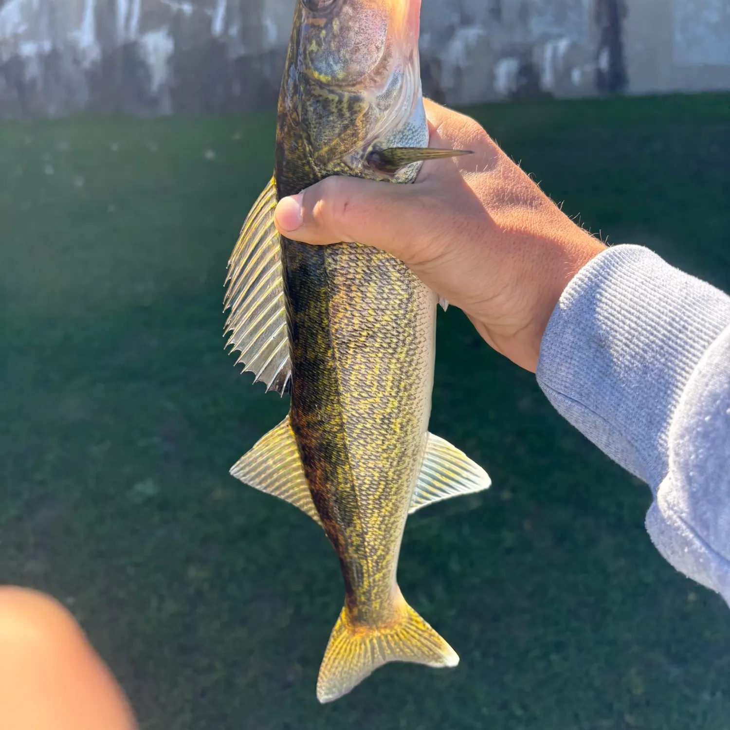 Walleye caught on Fishbrain