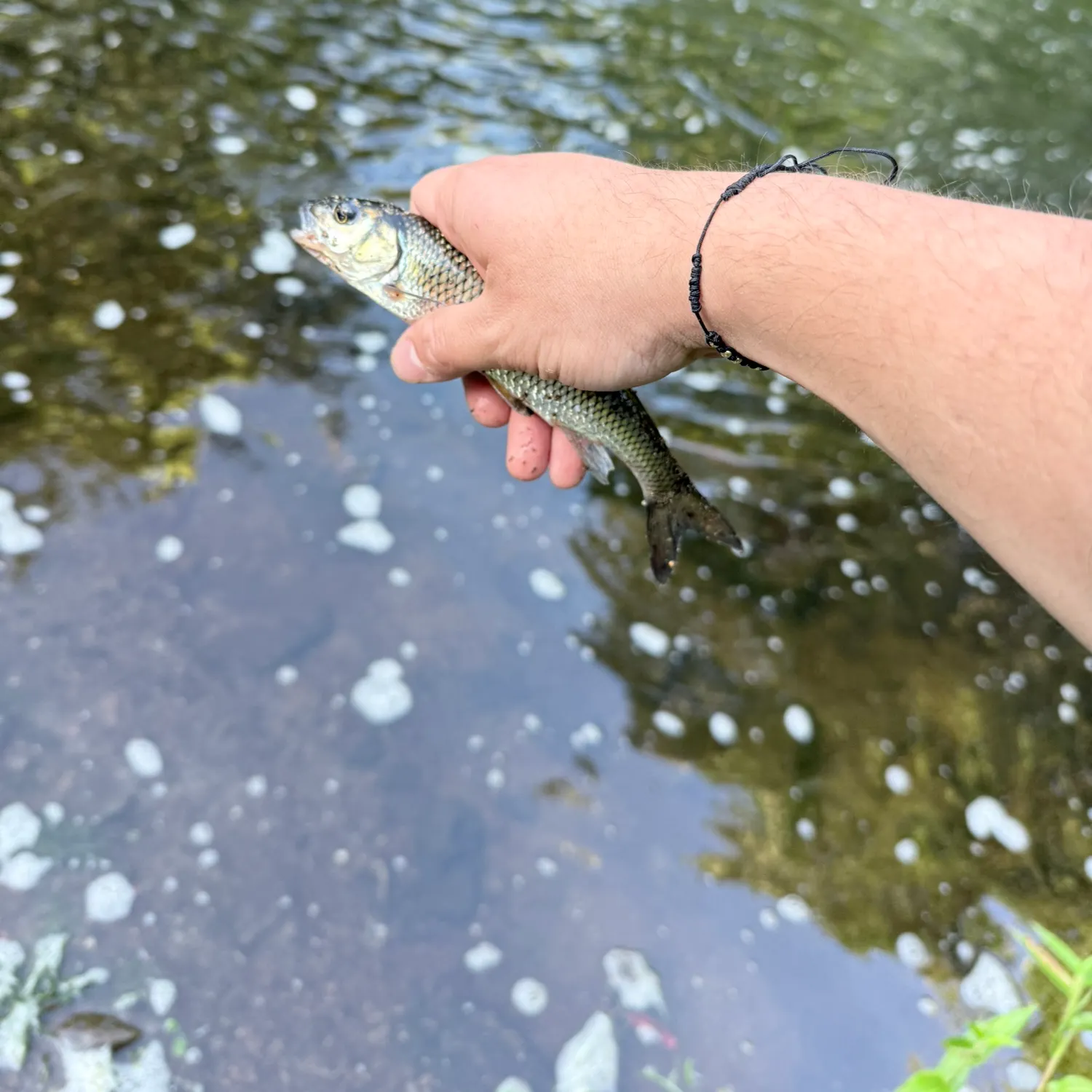 The most recent Fallfish catches on Fishbrain