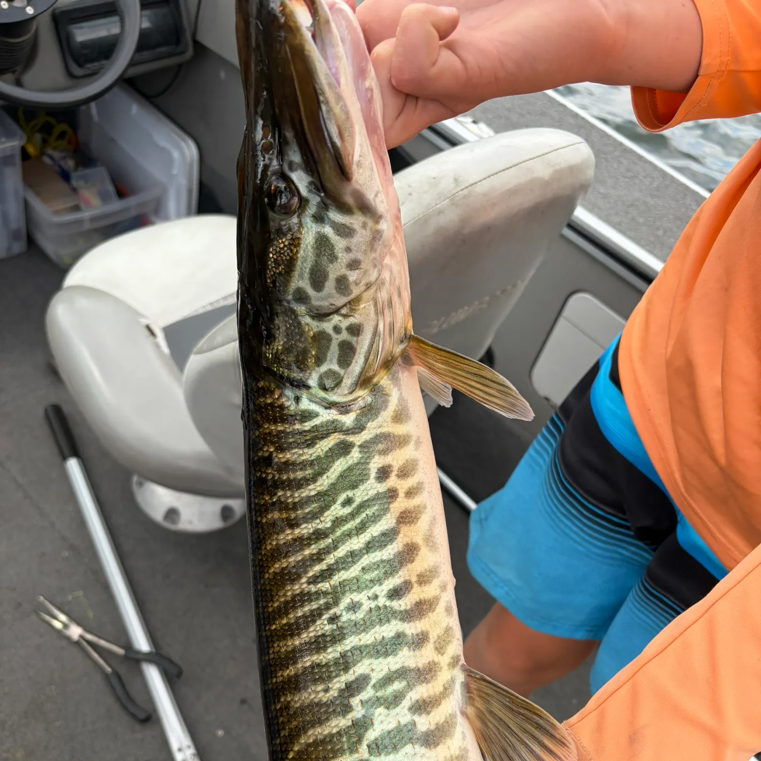 The most recent Tiger muskie catches on Fishbrain