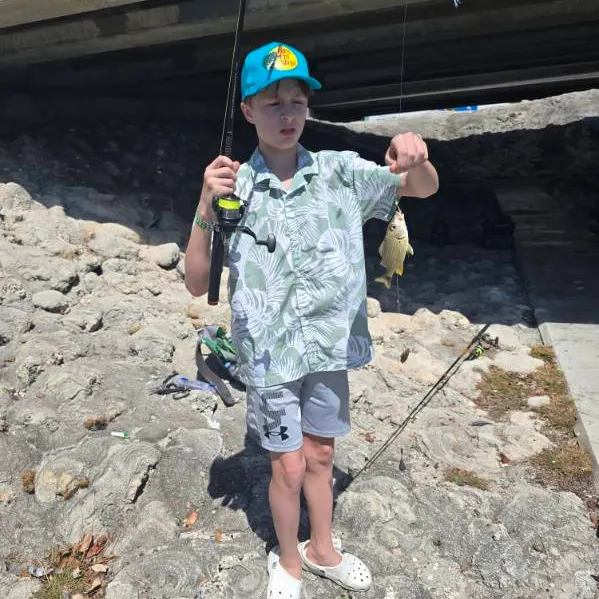 The most recent Bluestriped grunt catches on Fishbrain