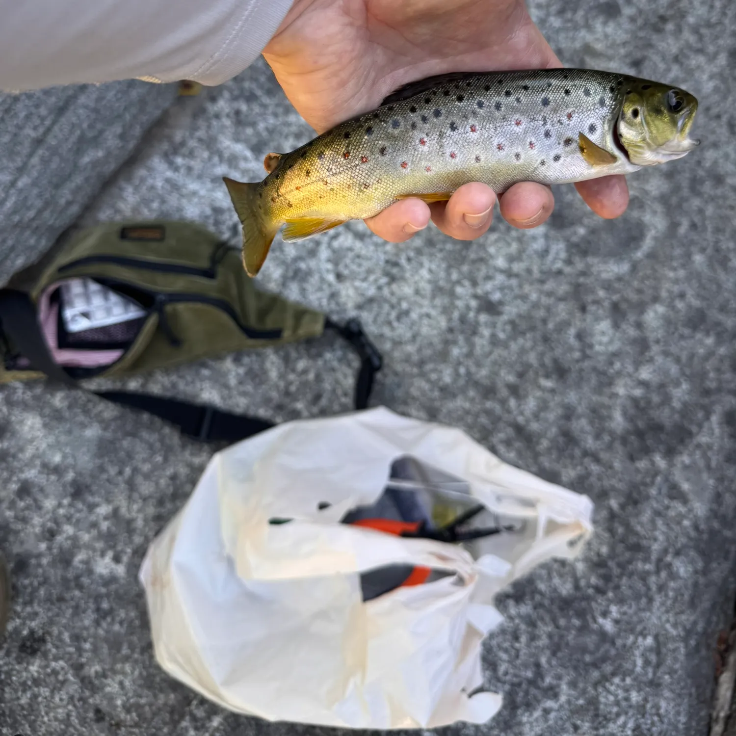 recently logged catches