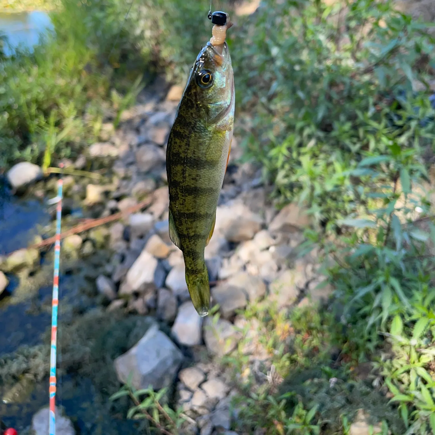 Yellow perch caught on Fishbrain