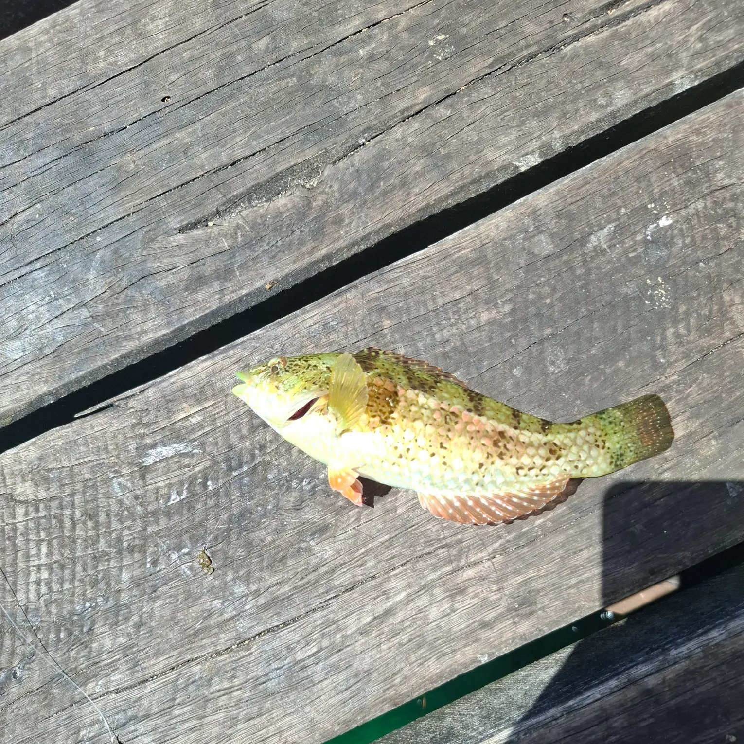 The most recent Eastern striped grunter catches on Fishbrain
