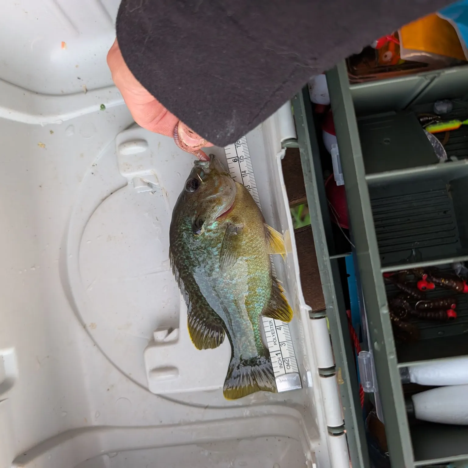 Greengill hybrid caught on Fishbrain