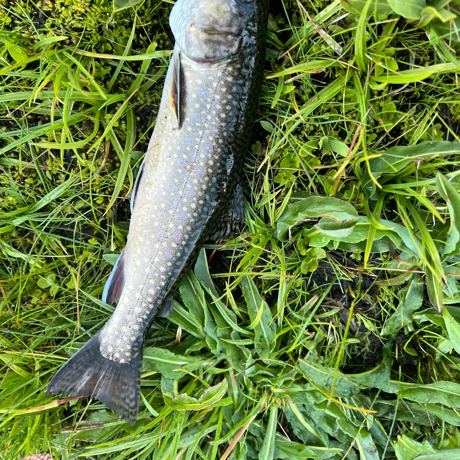 Lake char caught on Fishbrain