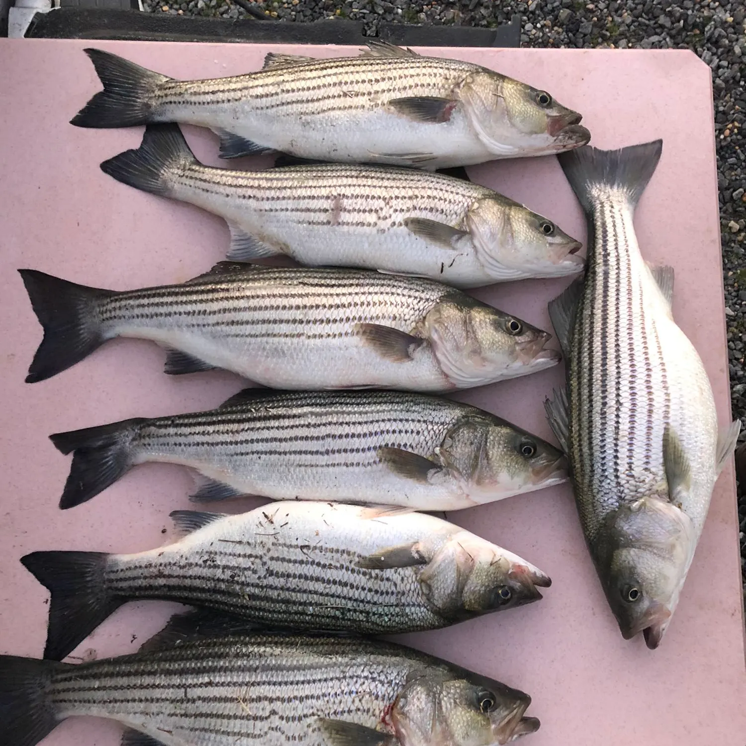 recently logged catches