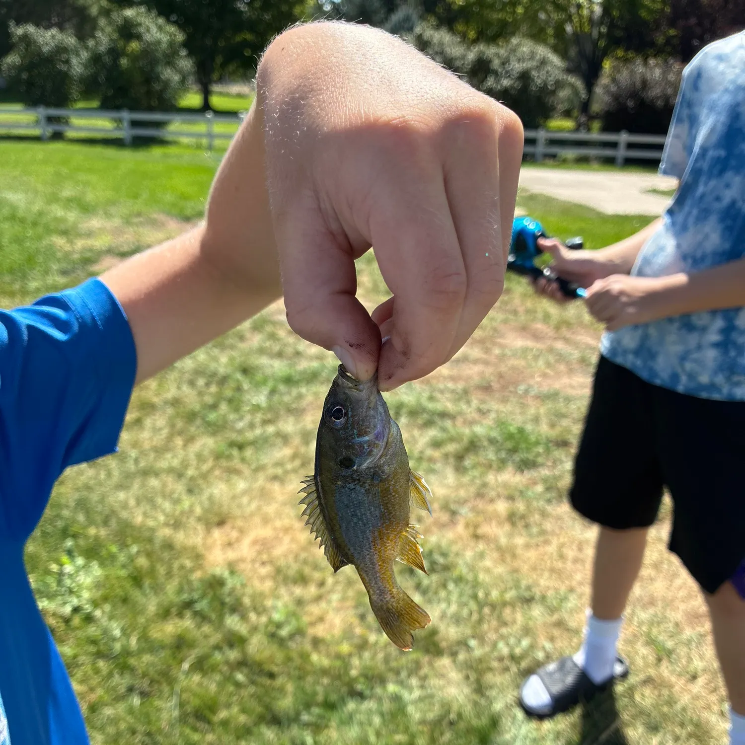 Bluegill caught on Fishbrain