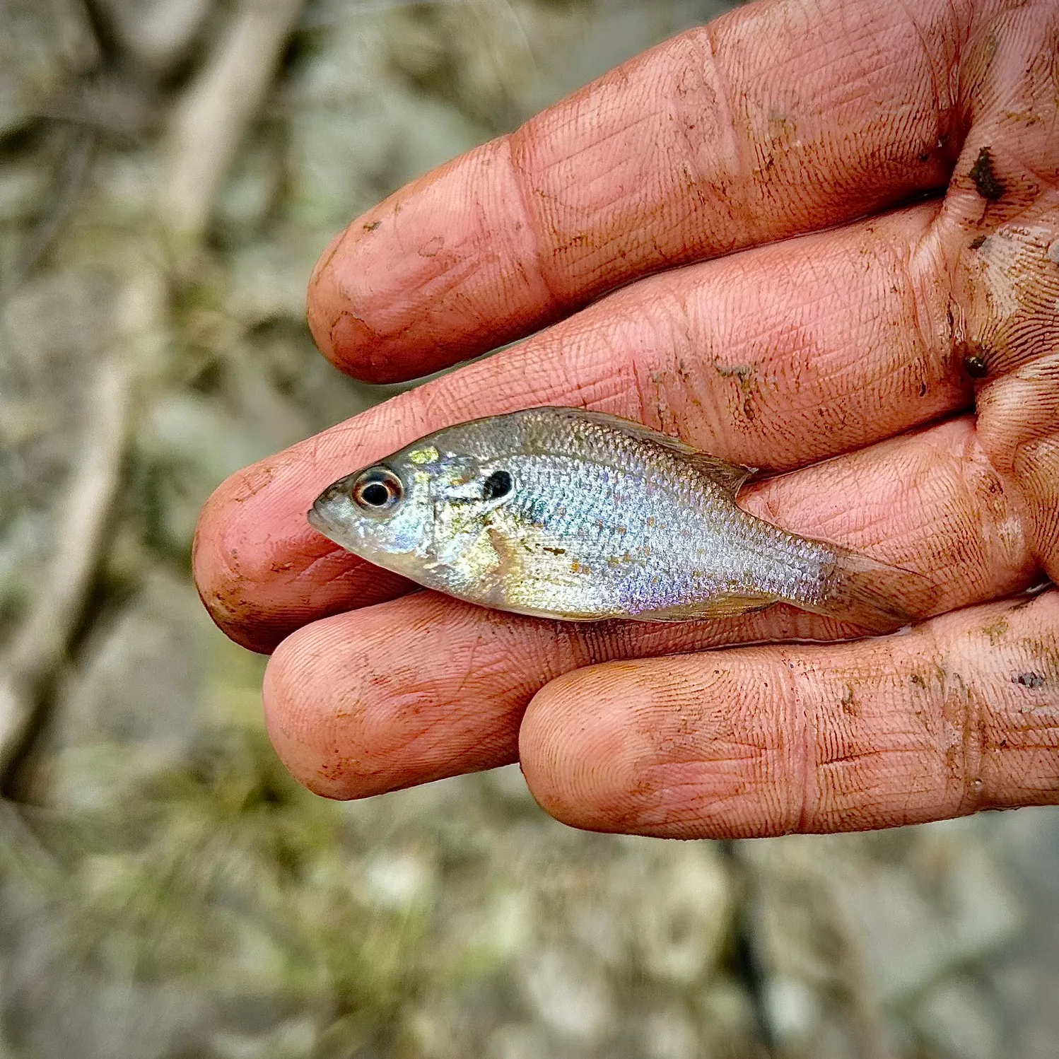 The most recent Orangespotted sunfish catches on Fishbrain