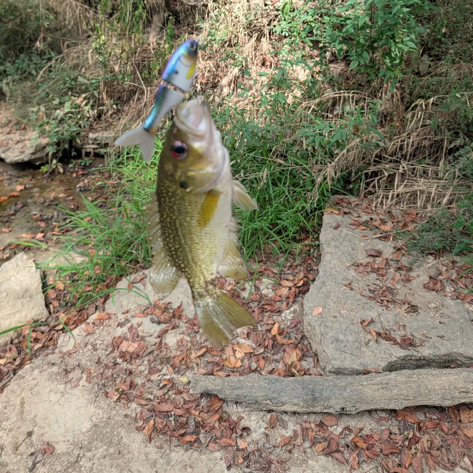 Rock bass caught on Fishbrain