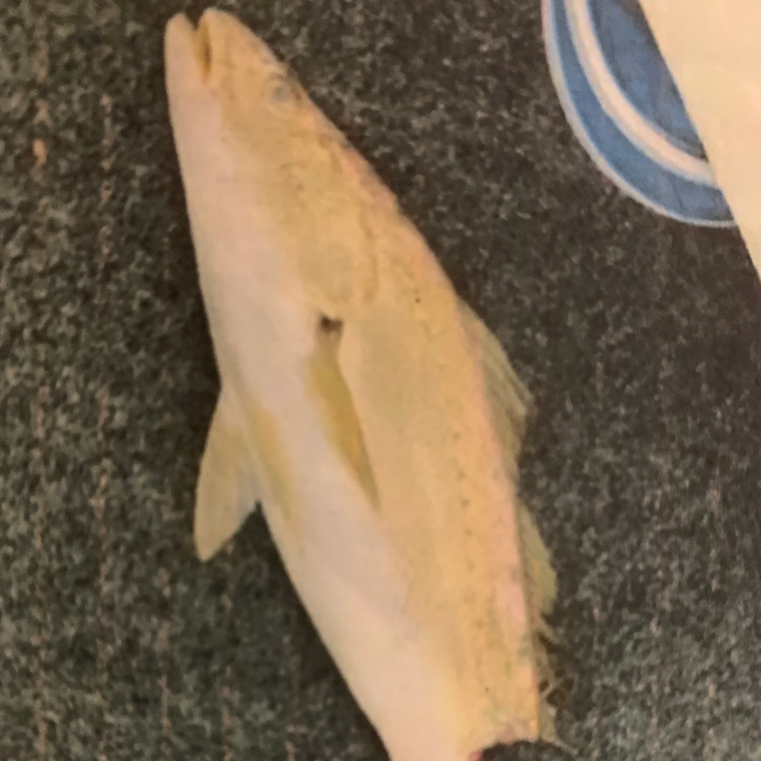 The most recent Scaly jewfish catches on Fishbrain