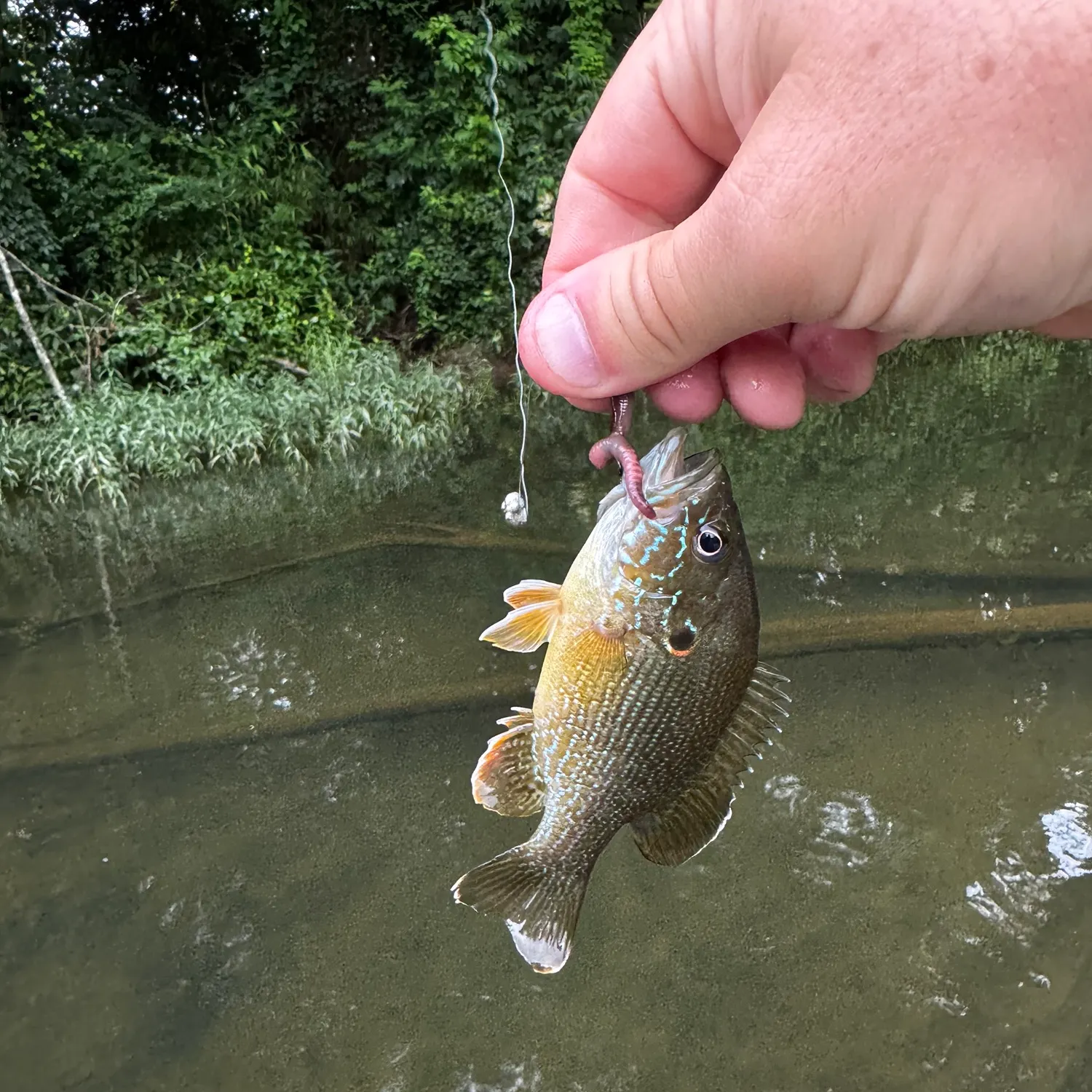 The most recent Green sunfish catches on Fishbrain