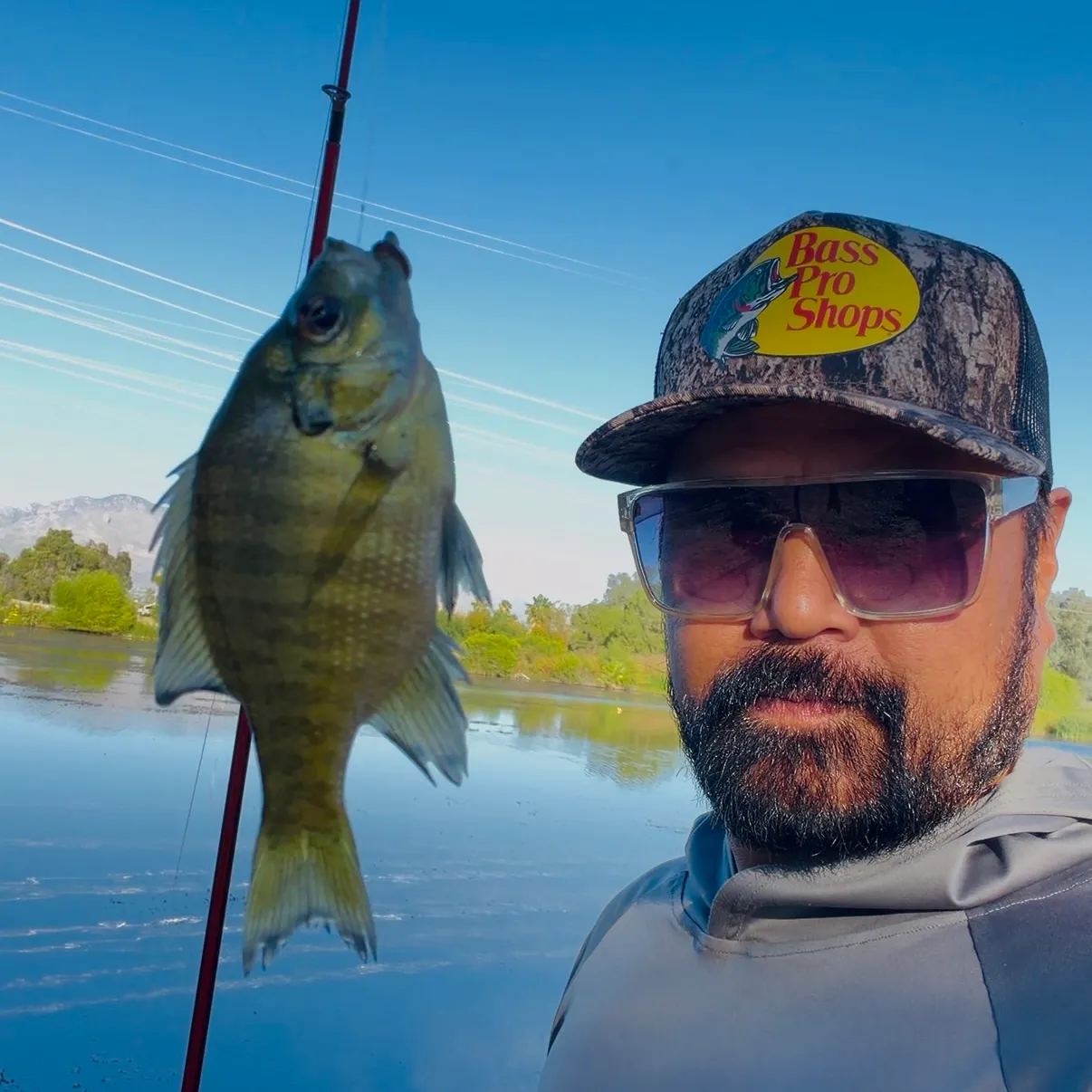 Bluegill caught on Fishbrain