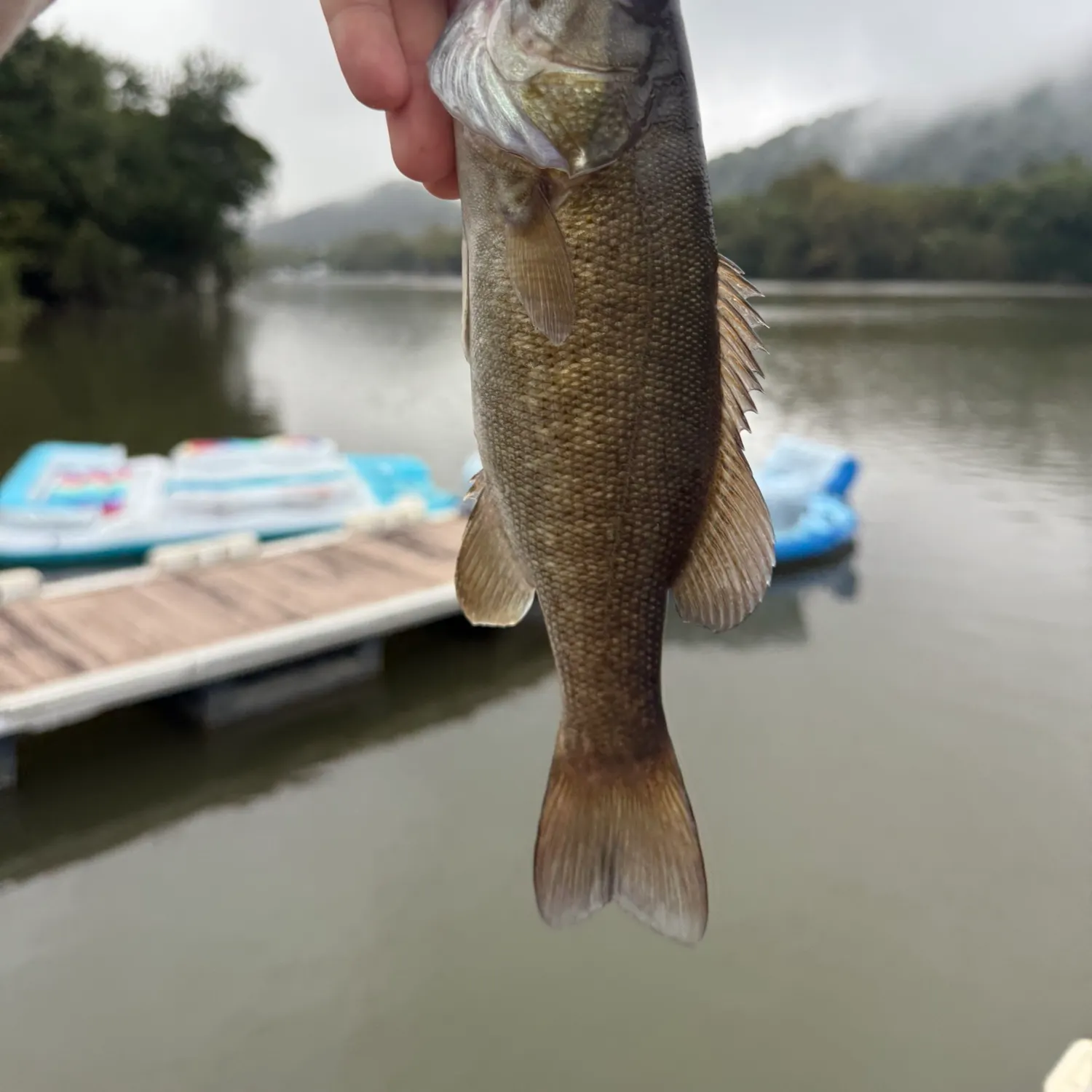 Smallmouth bass caught on Fishbrain