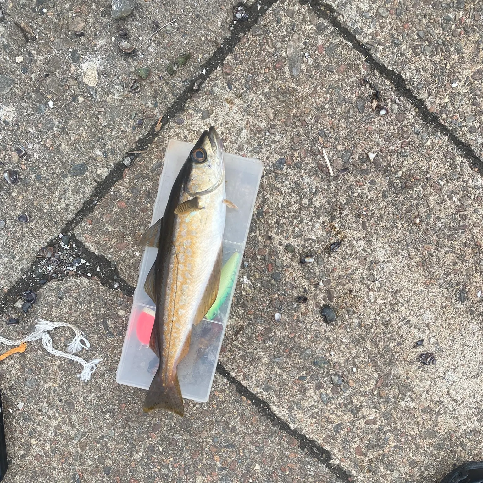 The most recent Pollack catches on Fishbrain