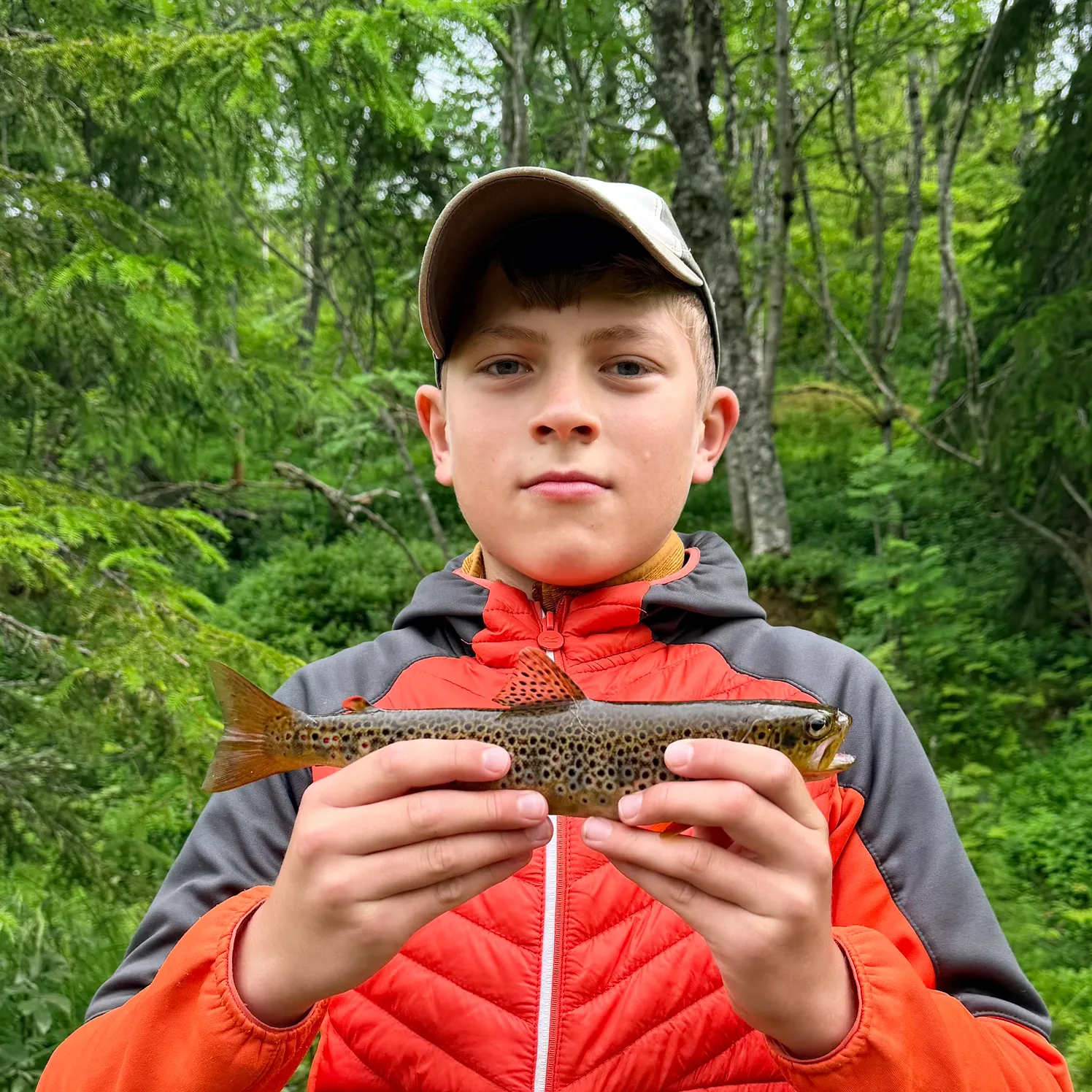 Brown trout caught on Fishbrain