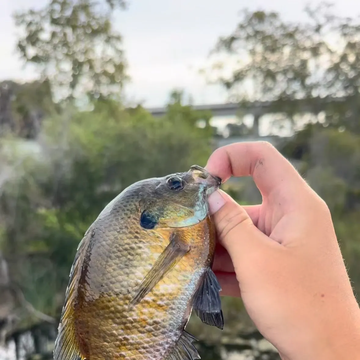 Bluegill caught on Fishbrain