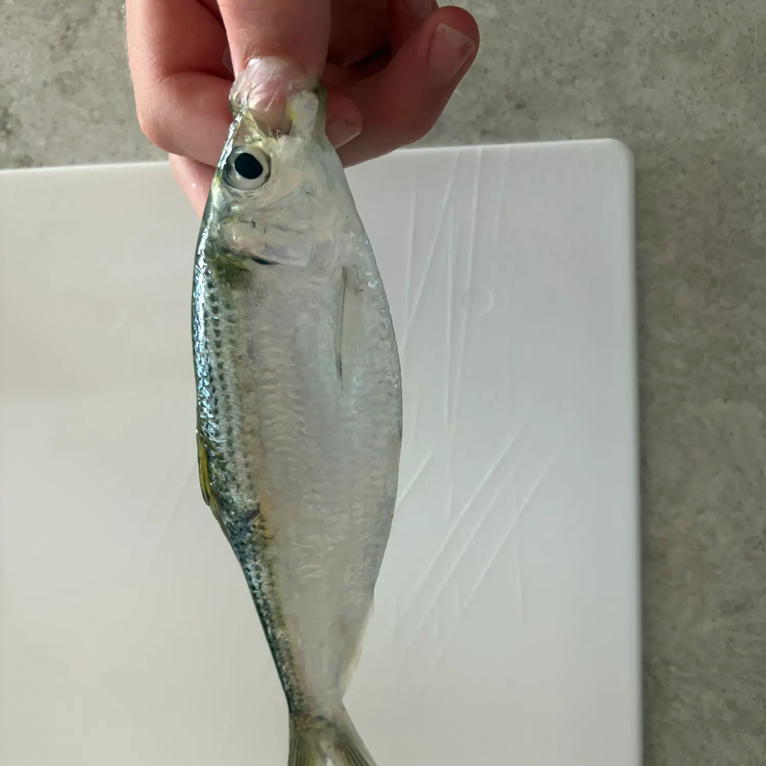 The most recent Atlantic thread herring catches on Fishbrain