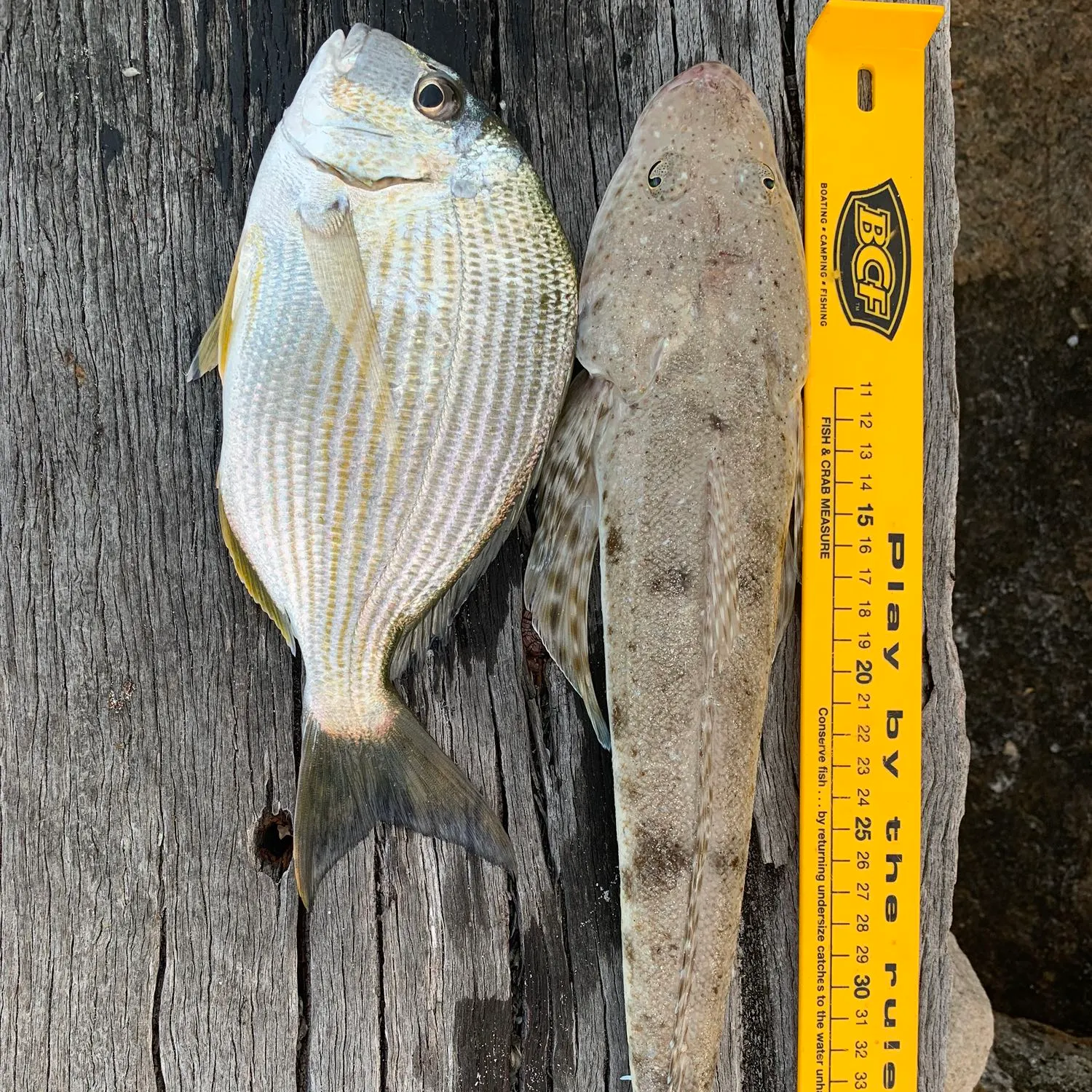 recently logged catches