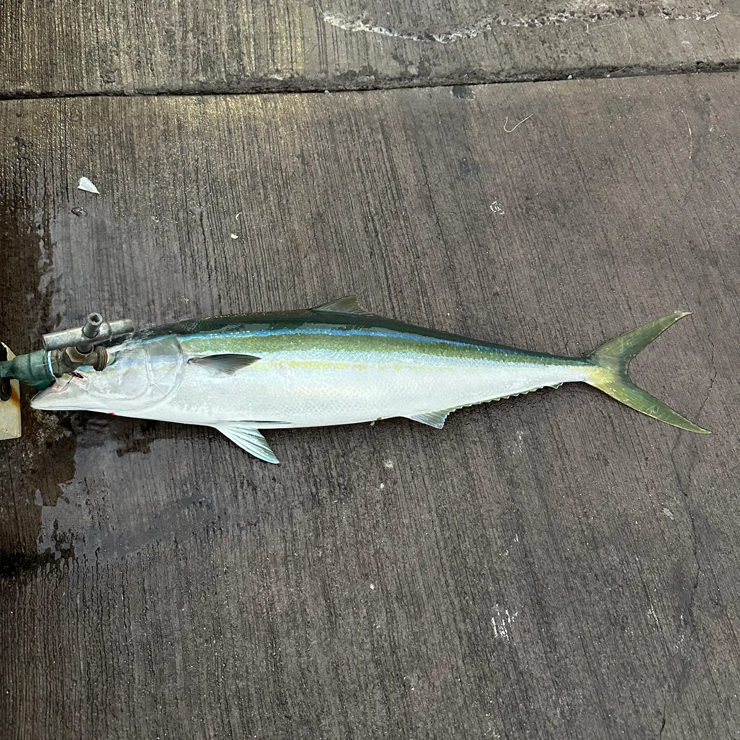 The most recent Rainbow runner catches on Fishbrain