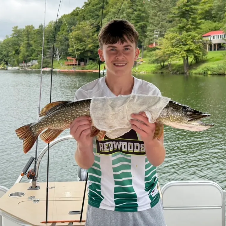 Northern pike caught on Fishbrain
