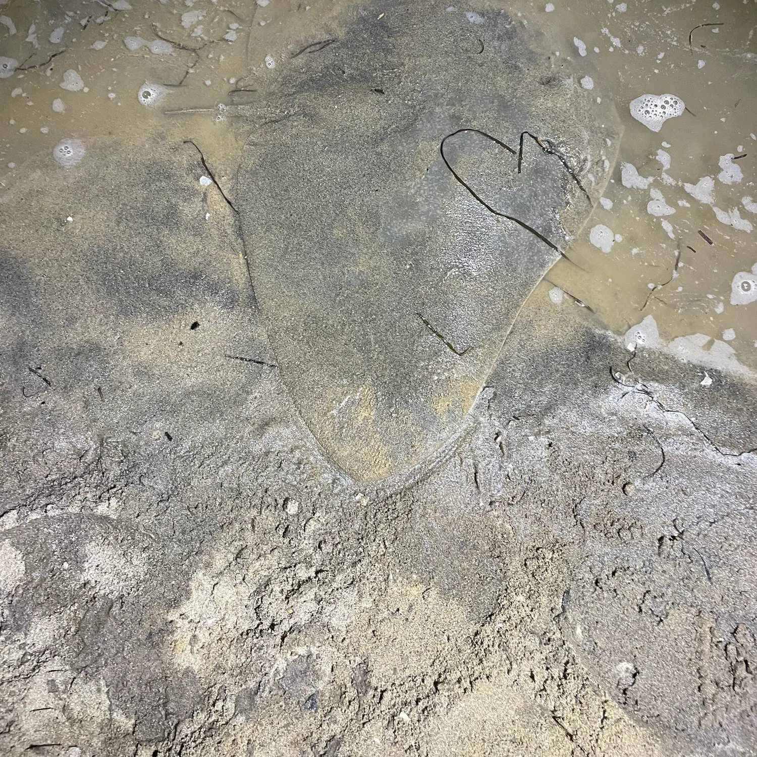 The most recent Backwater butterfly ray catches on Fishbrain