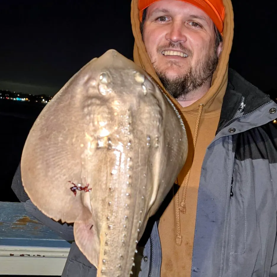 The most recent Thornback ray catches on Fishbrain