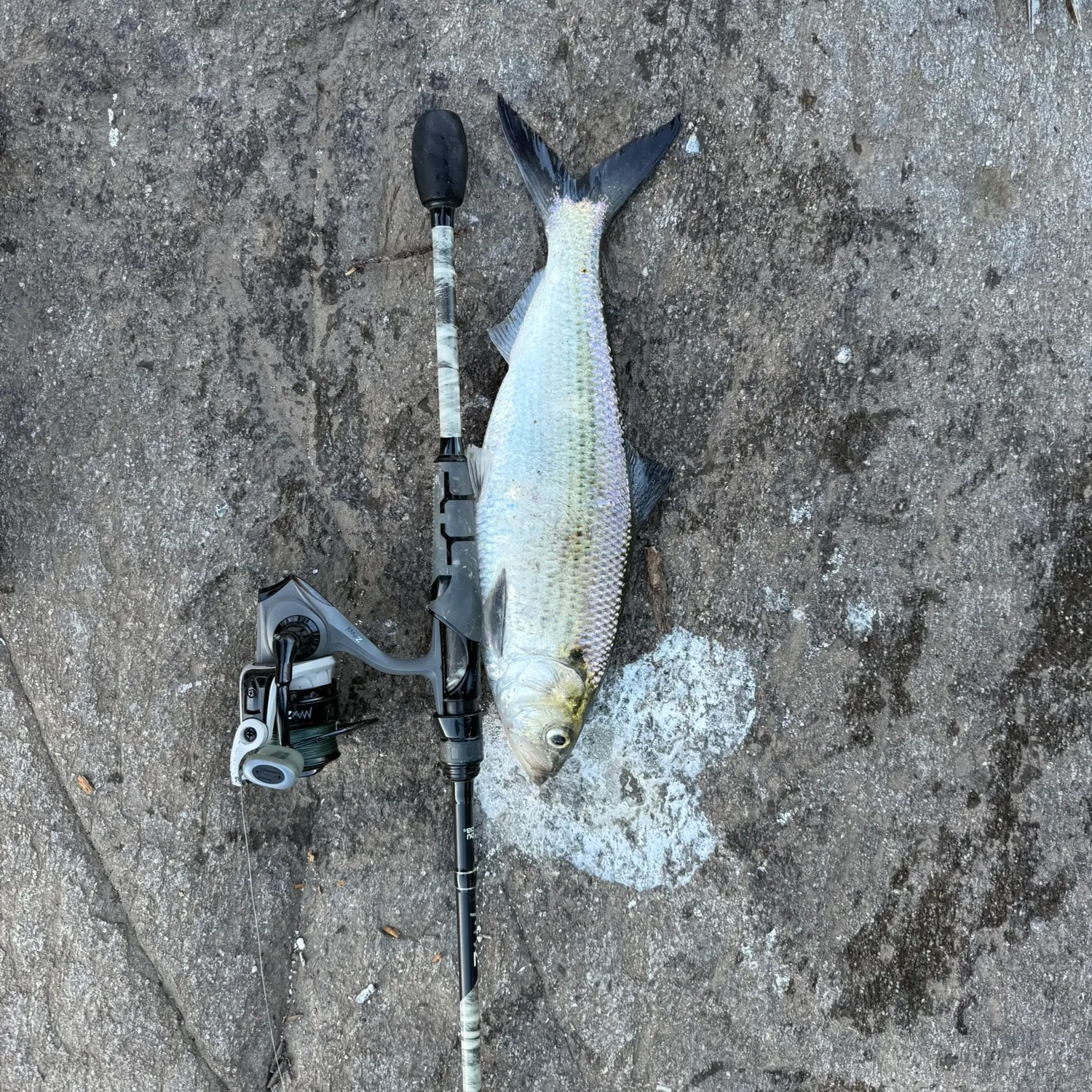 The most recent Hickory shad catches on Fishbrain
