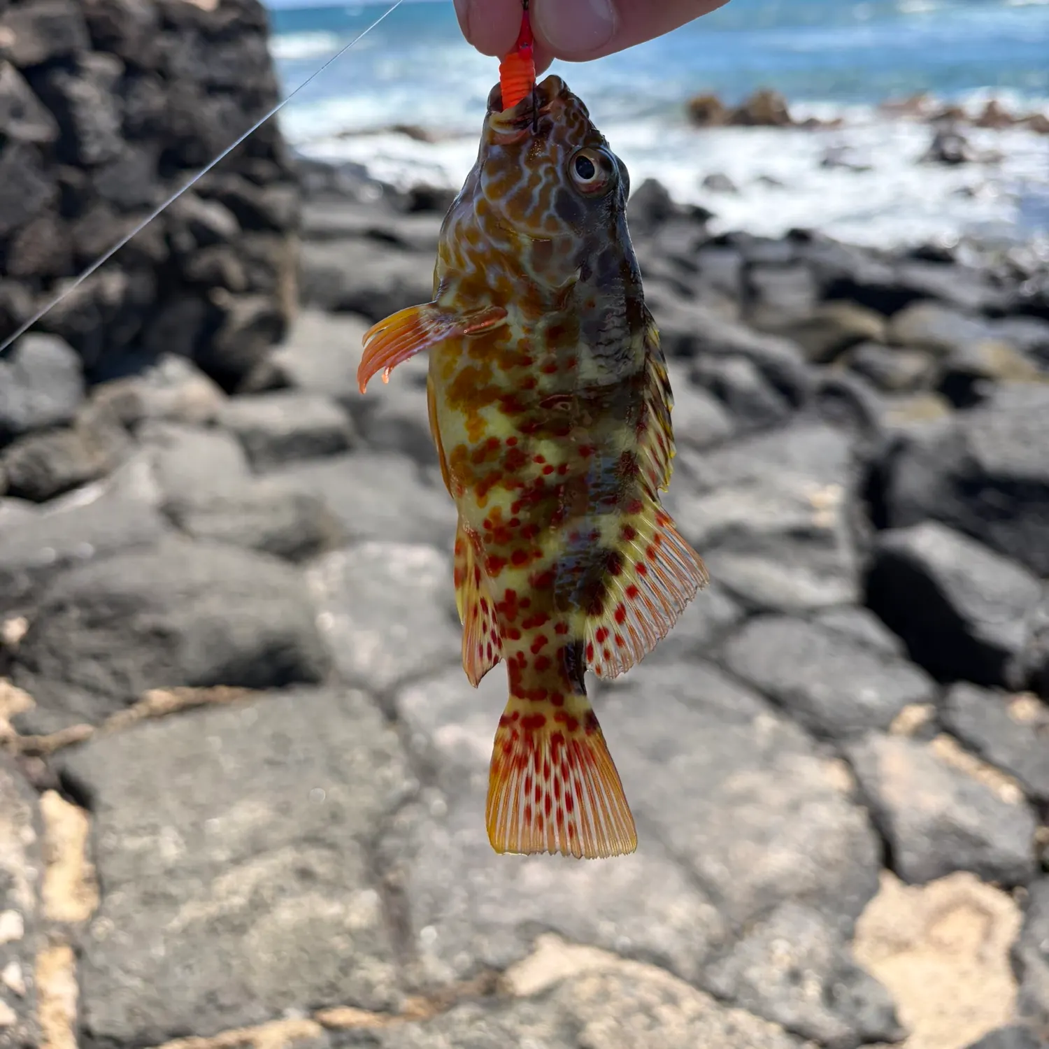 The most recent Stocky hawkfish catches on Fishbrain
