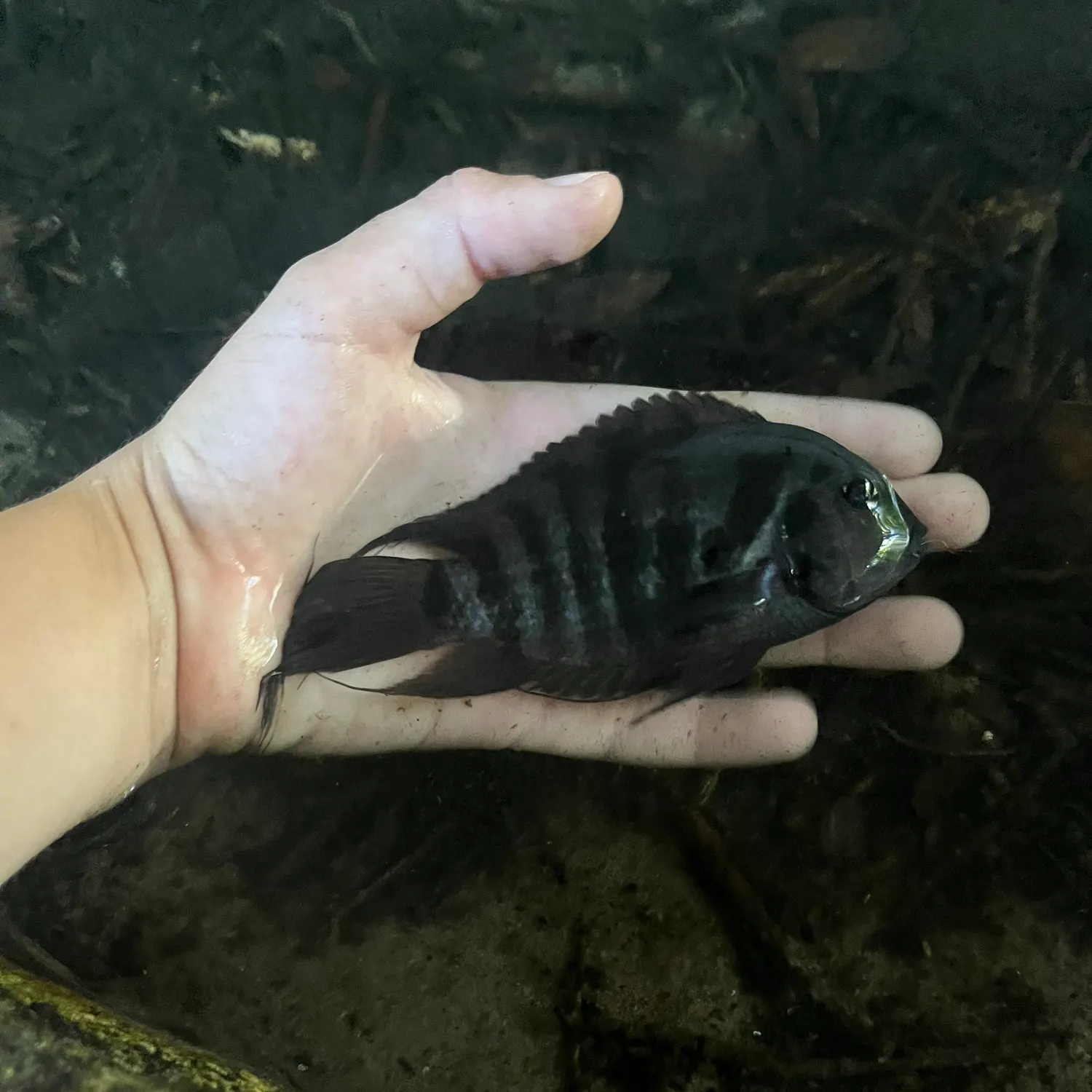 Convict cichlid caught on Fishbrain