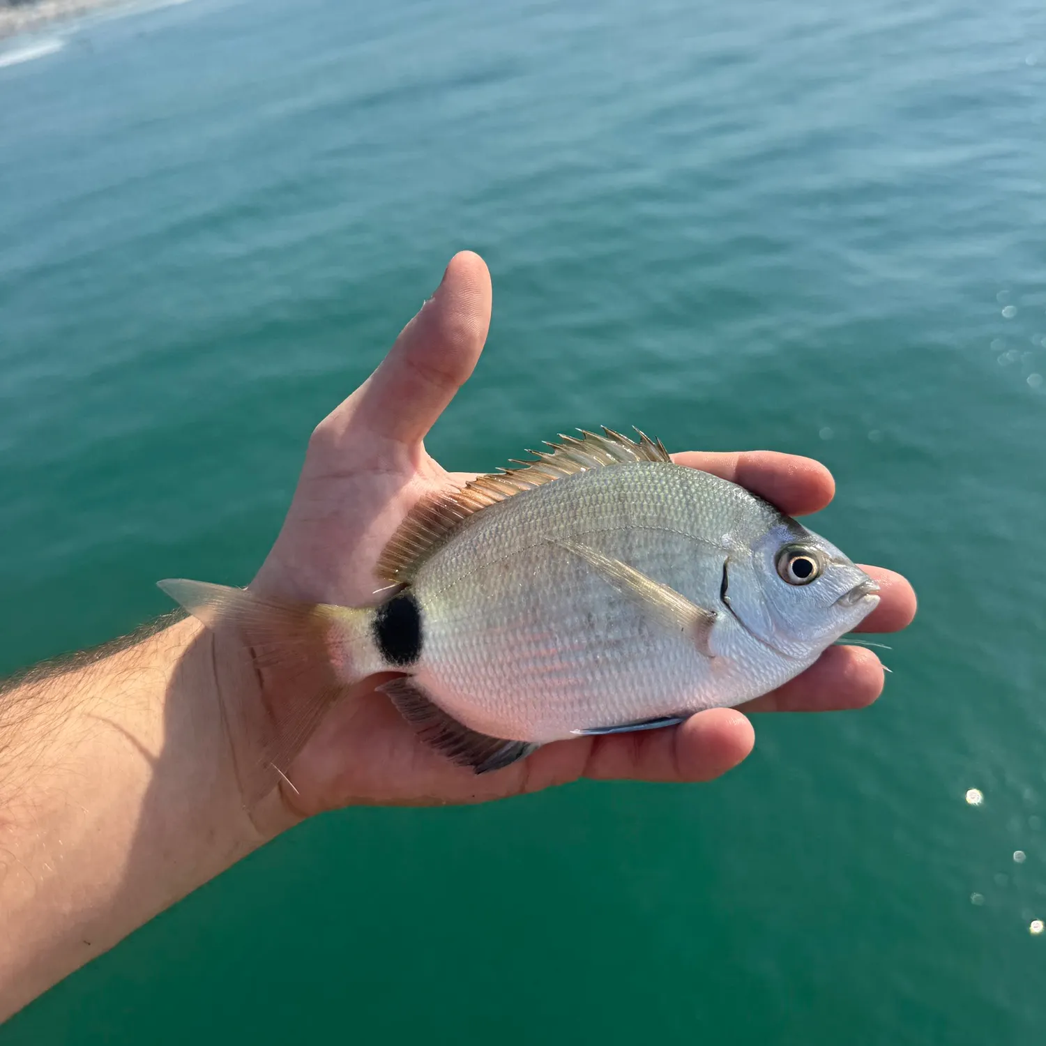 The most recent Spottail seabream catches on Fishbrain
