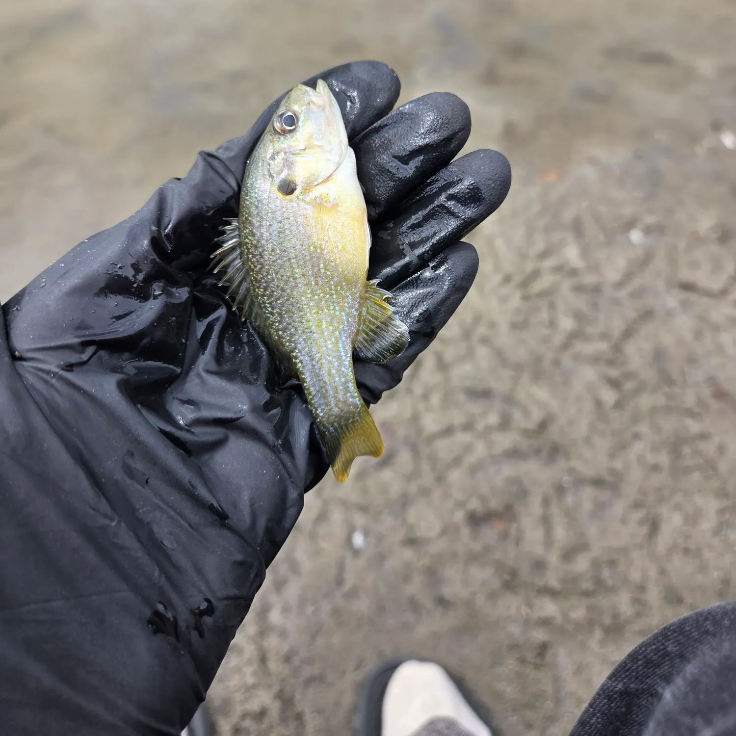 Green sunfish caught on Fishbrain