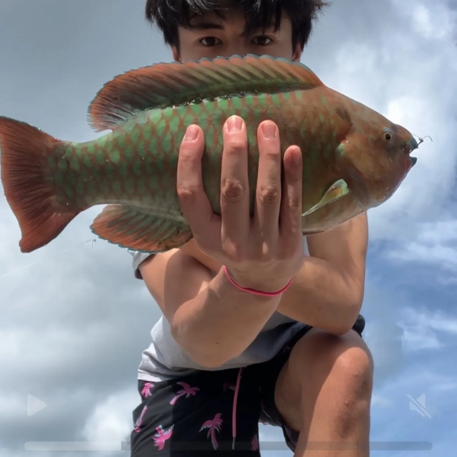 The most recent Ember parrotfish catches on Fishbrain