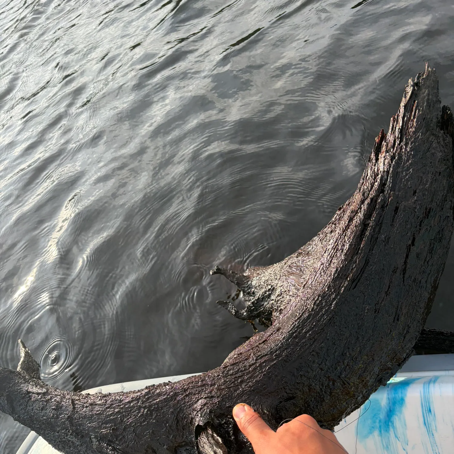 Fish caught on Fishbrain