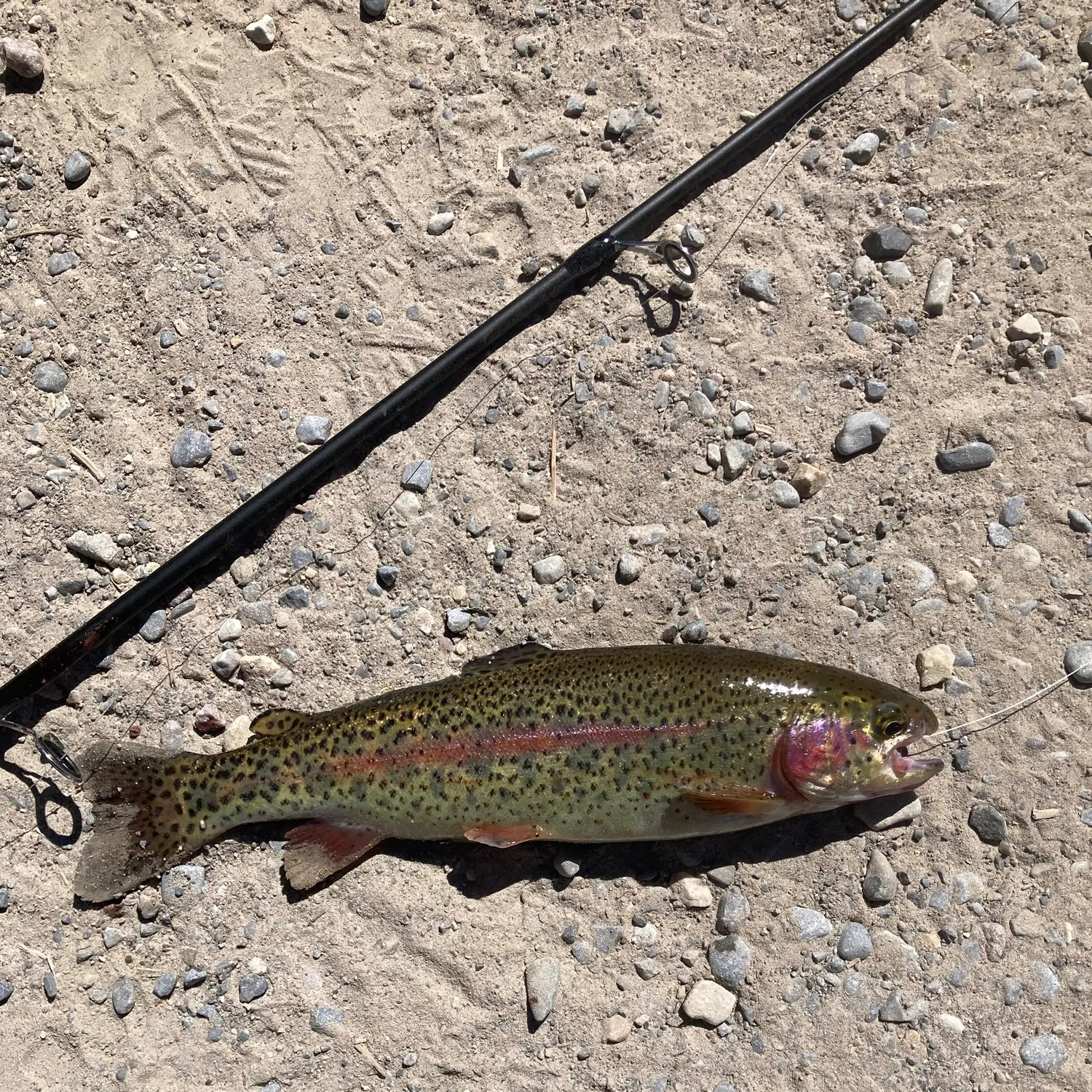 Rainbow trout caught on Fishbrain