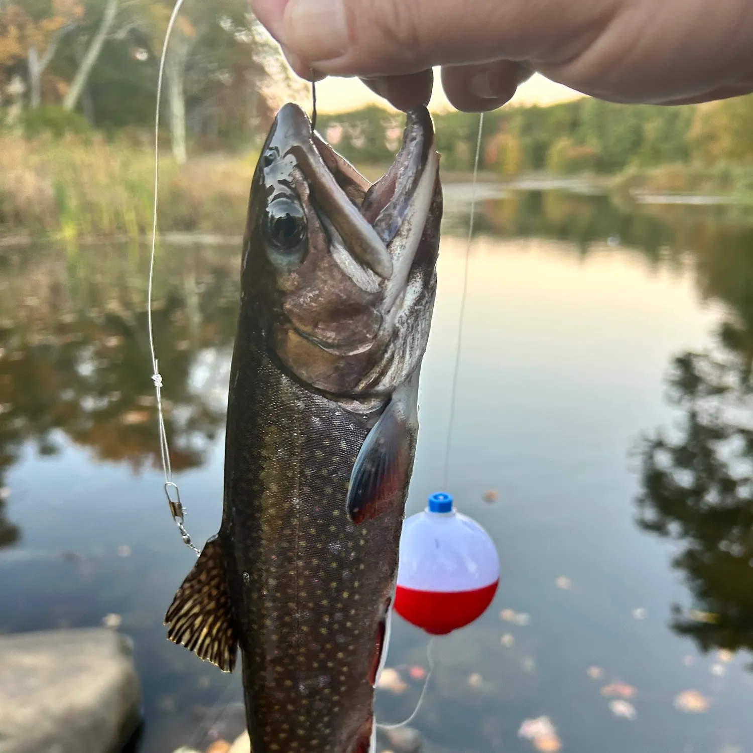 Brook trout caught on Fishbrain