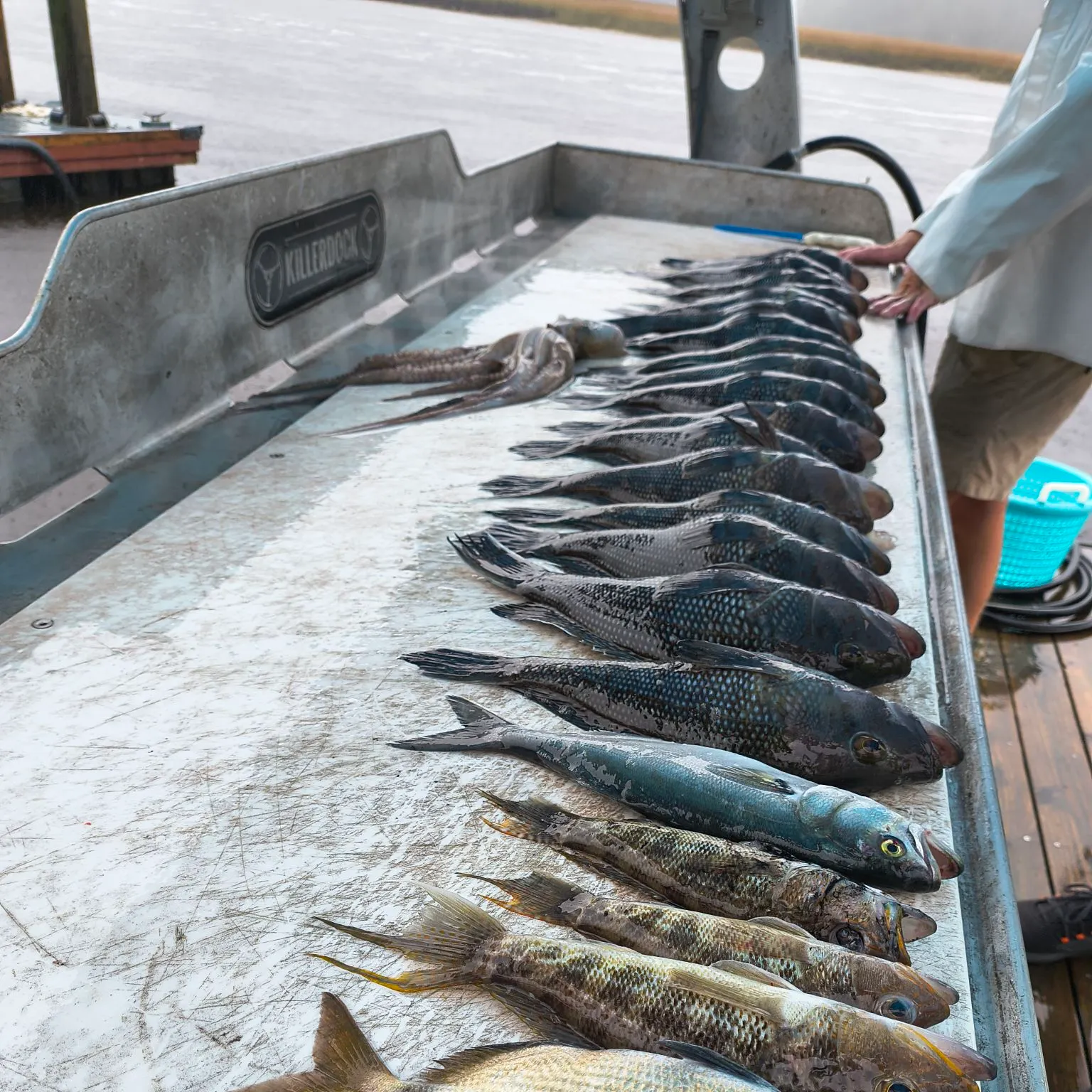 The most recent Pinfish catches on Fishbrain