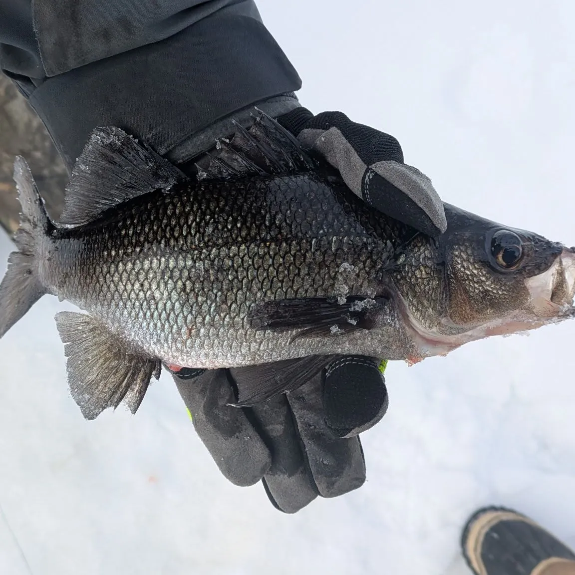 The most recent White perch catches on Fishbrain