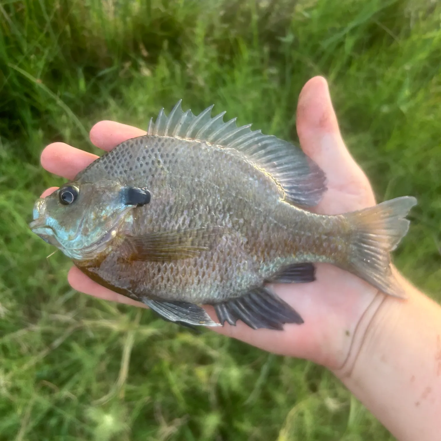 The most recent Bluegill catches on Fishbrain