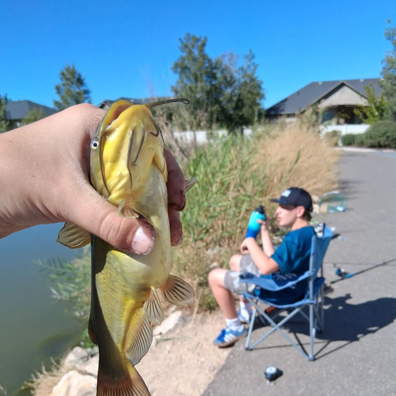 Yellow bullhead caught on Fishbrain