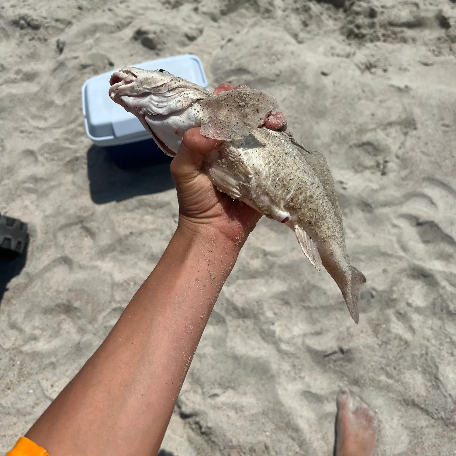 catch