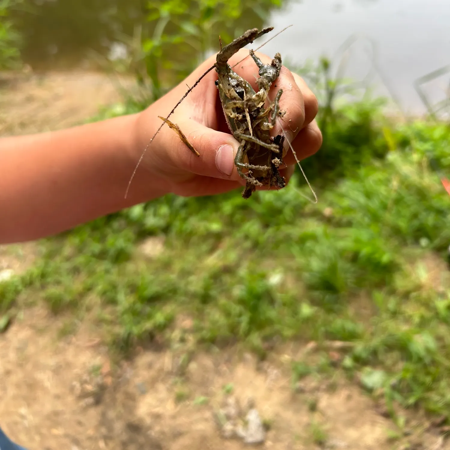 The most recent Northern clearwater crayfish catches on Fishbrain