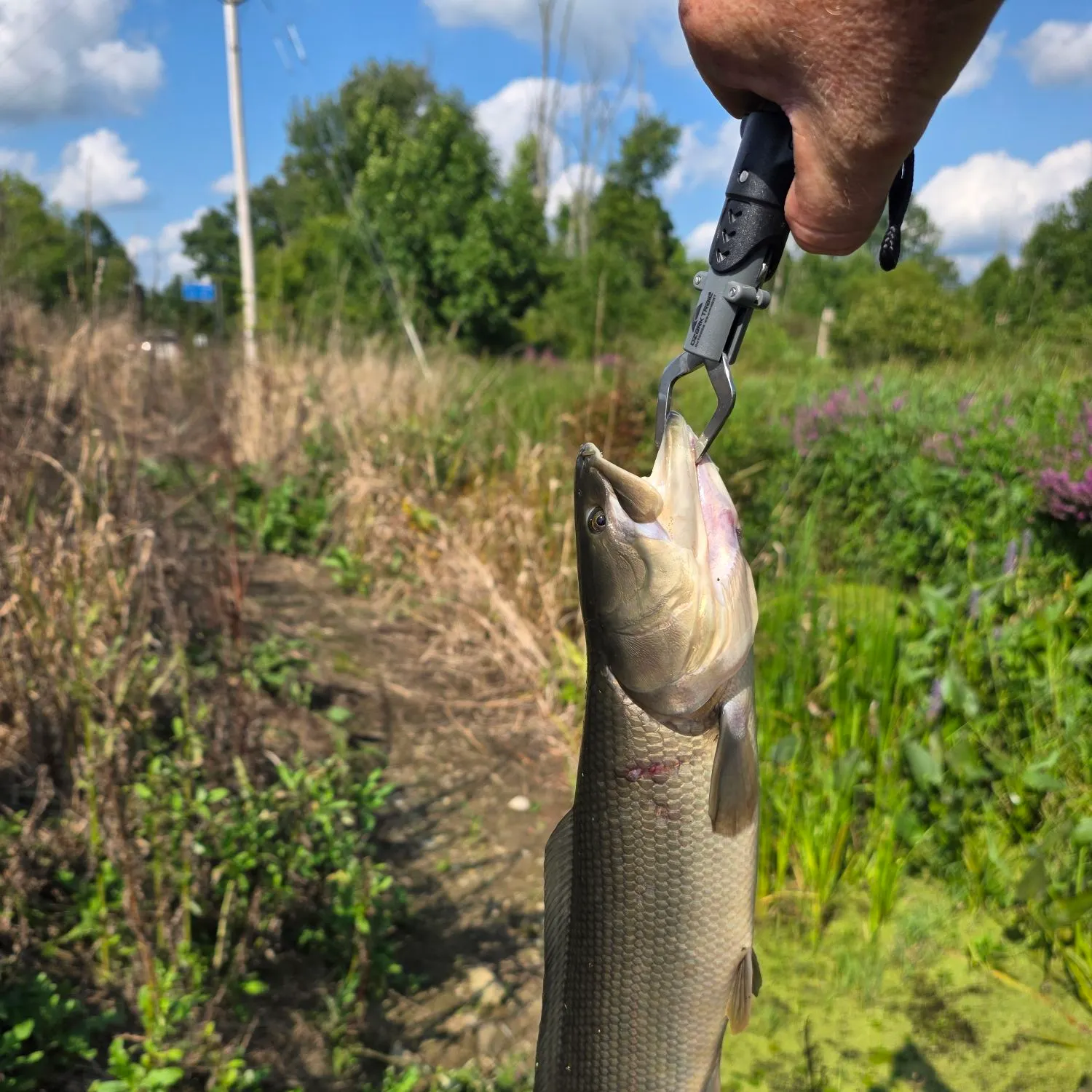 Eyetail bowfin caught on Fishbrain