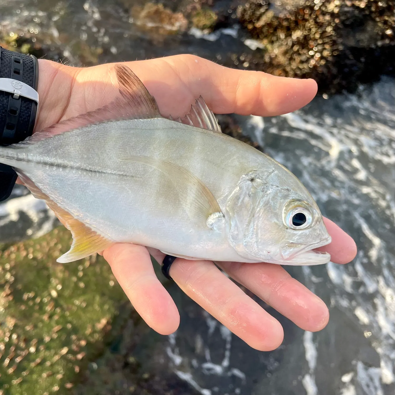 The most recent Bigeye trevally catches on Fishbrain