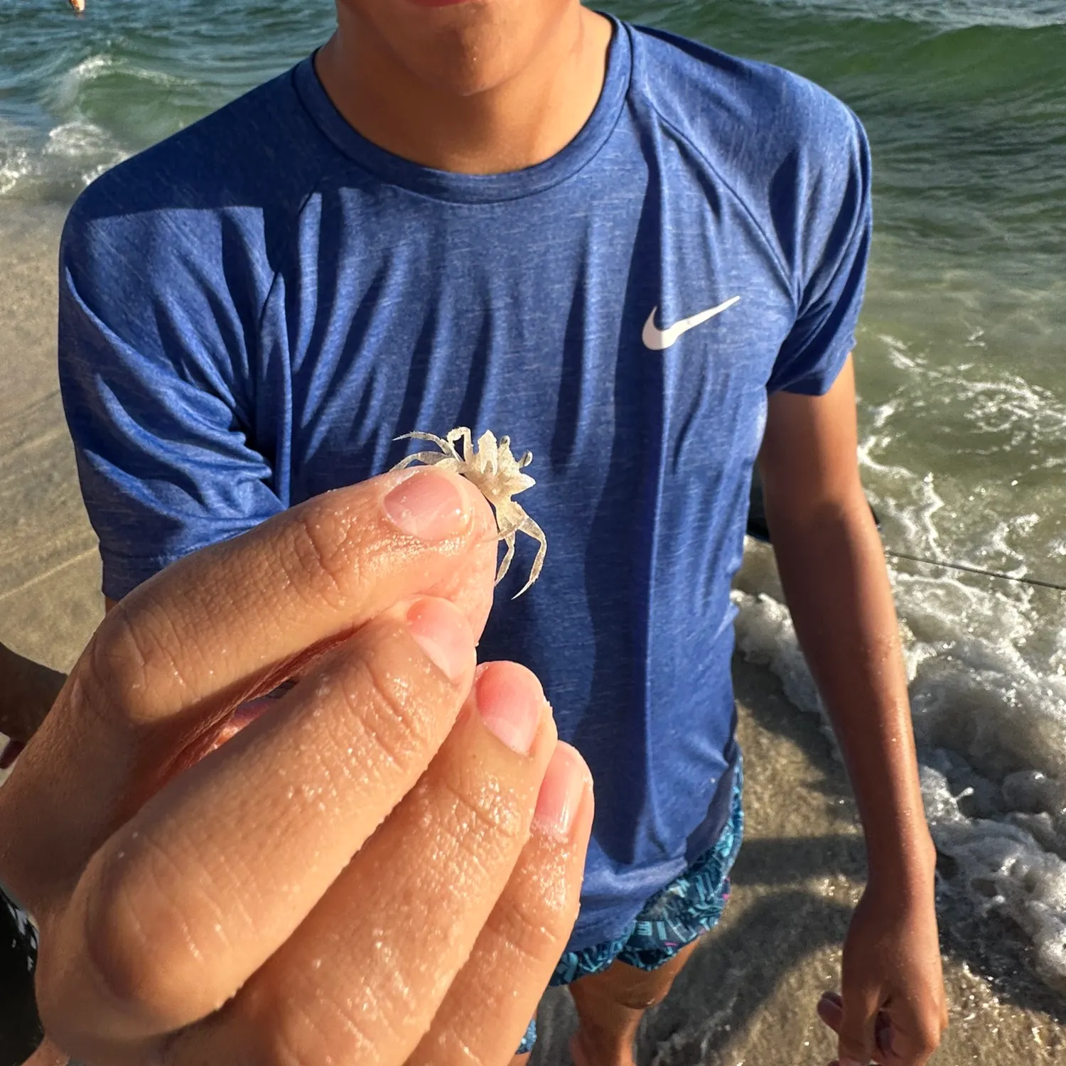 The most recent Florida stone crab catches on Fishbrain
